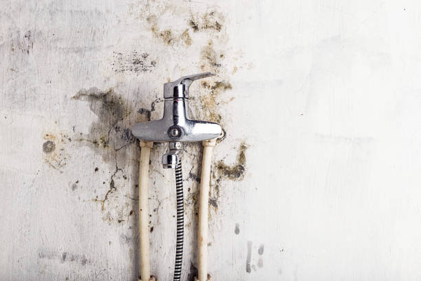 Best Health and Safety Mold Remediation in Eunice, NM