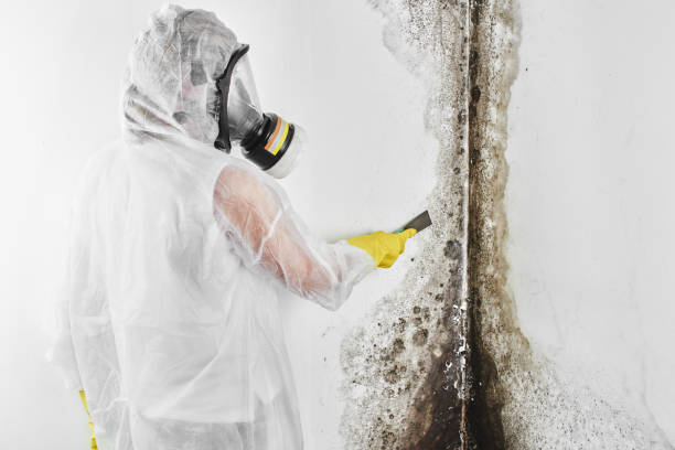 Best Crawl Space Mold Remediation in Eunice, NM