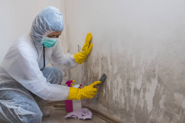 Best Black Mold Remediation in Eunice, NM