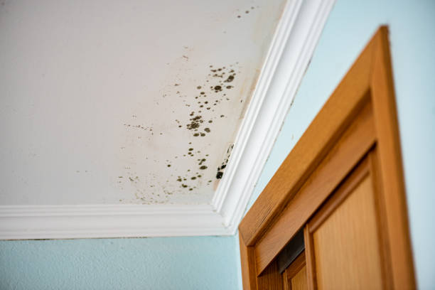 Best Mold Testing and Inspection Services in Eunice, NM