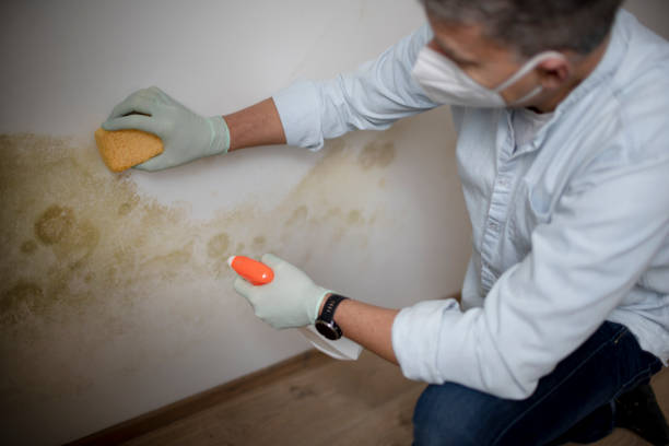 Best White Mold Remediation in Eunice, NM