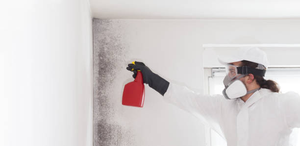 Best White Mold Remediation in Eunice, NM