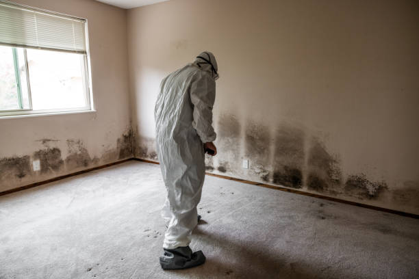 Reliable Eunice, NM Mold Remediation Solutions