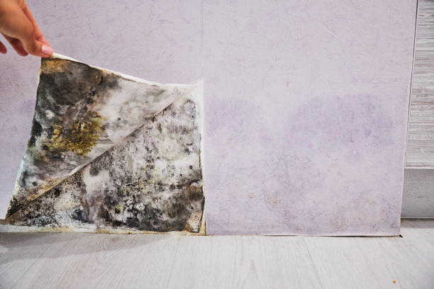 Best Kitchen Mold Remediation in Eunice, NM